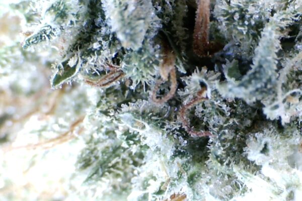 Master Kush  by: Mountain Made Farms - Image 3